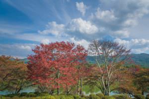 荒神山公園にて。秋空と紅葉した木々にとても癒されます。