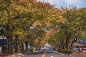 桜並木も秋の色に色づいています。