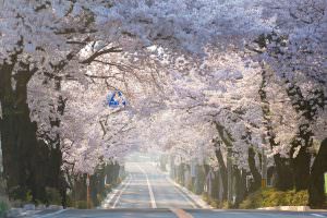 春が来ました。見事な桜並木のトンネルが完成です。