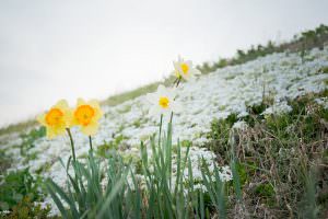 散歩をしていると、仲良さそうな花々に癒されます。