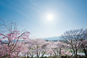 荒神山公園にて。桜が見事に咲いています。