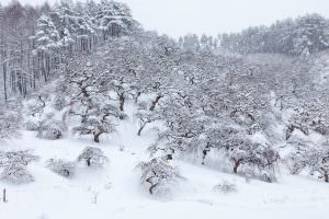 天然記念物シダレクリがみなお揃いの雪ぼうしをかぶっています。